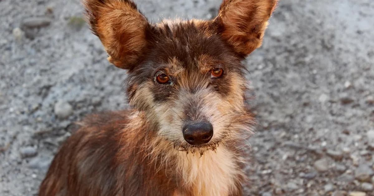 A dog waiting for adoption at a shelter