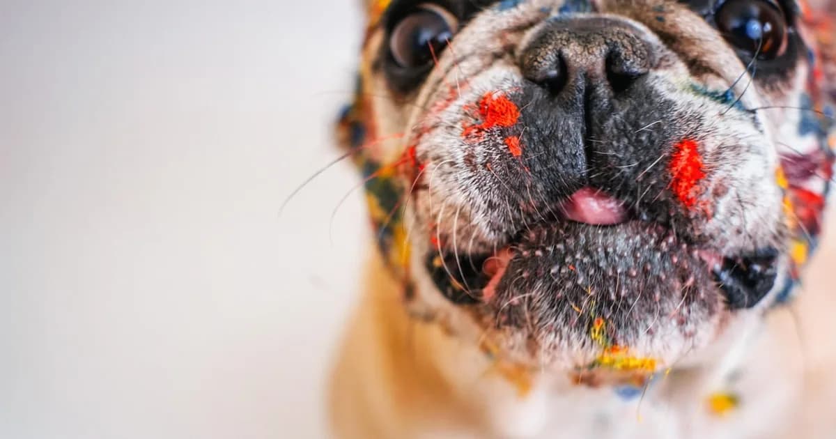 A brachycephalic, snub-nosed dog breed