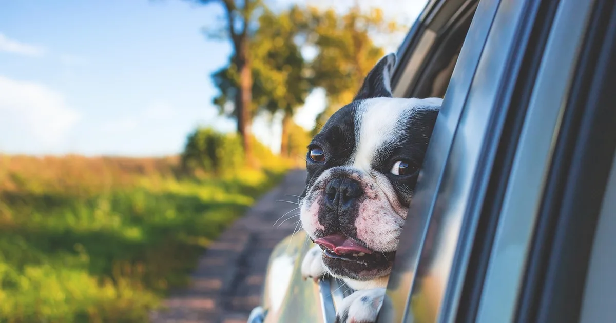 A dog looking out of a car window on a road trip