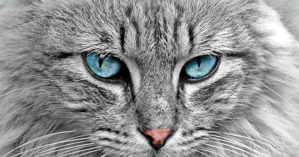 A domestic shorthair cat