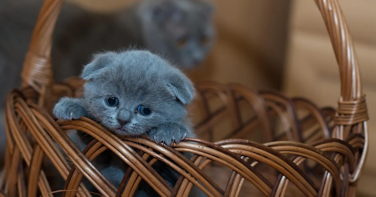 A cat settled in a basket