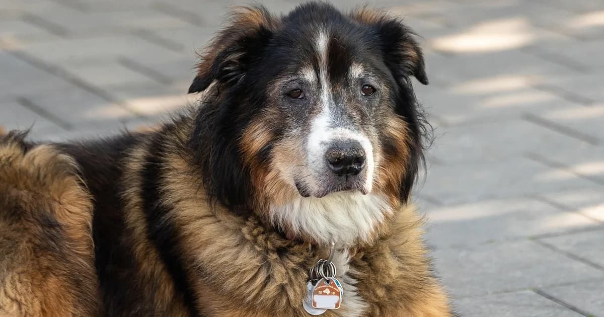 A dog wearing a collar and identification tag