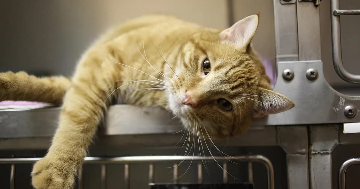 A veterinary check-up for a cat