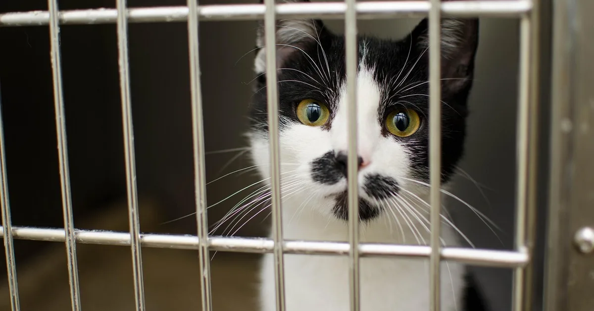 A cat resting in a shelter enclosure