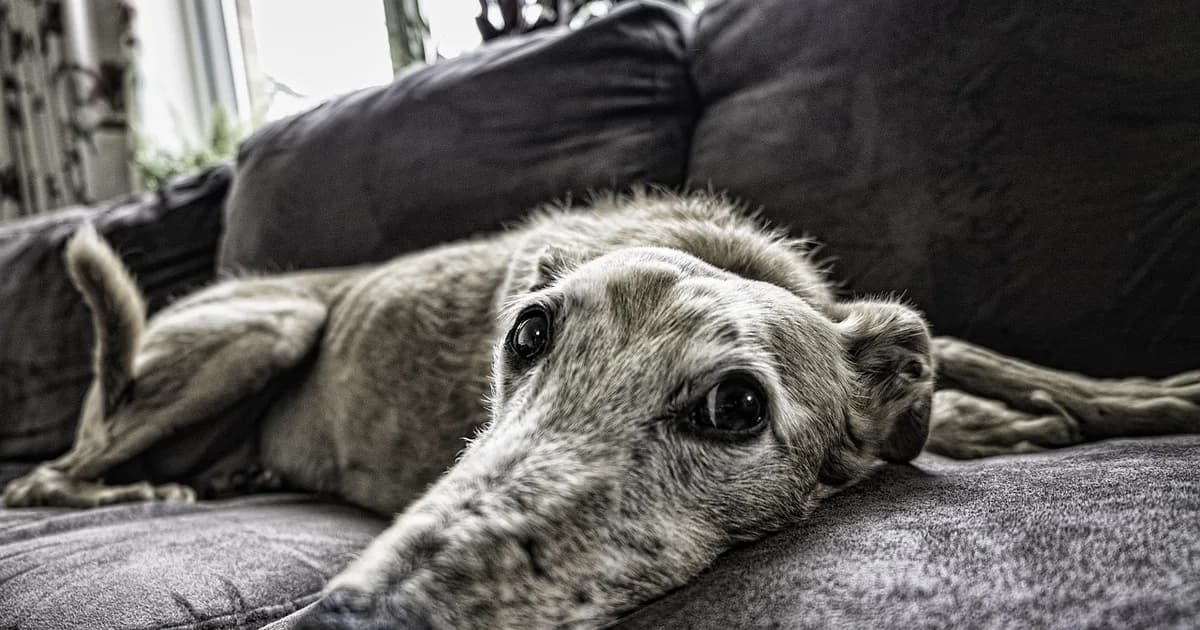 A dog on a sofa at home