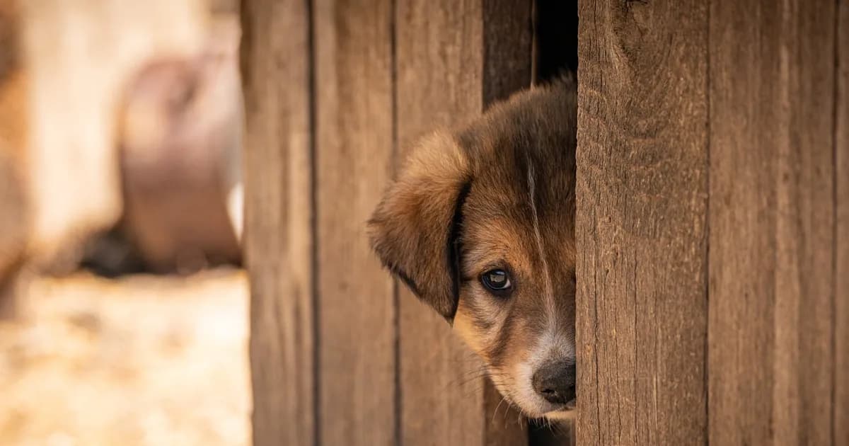 Kennels at an animal holding facility