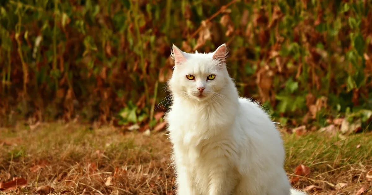 A cat sitting indoors