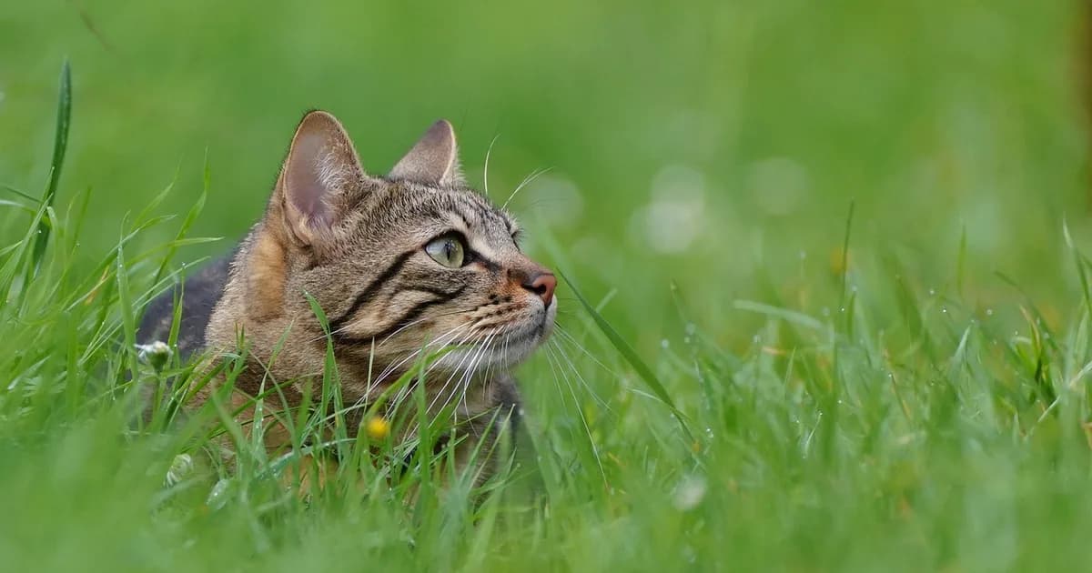 A cat resting by a window