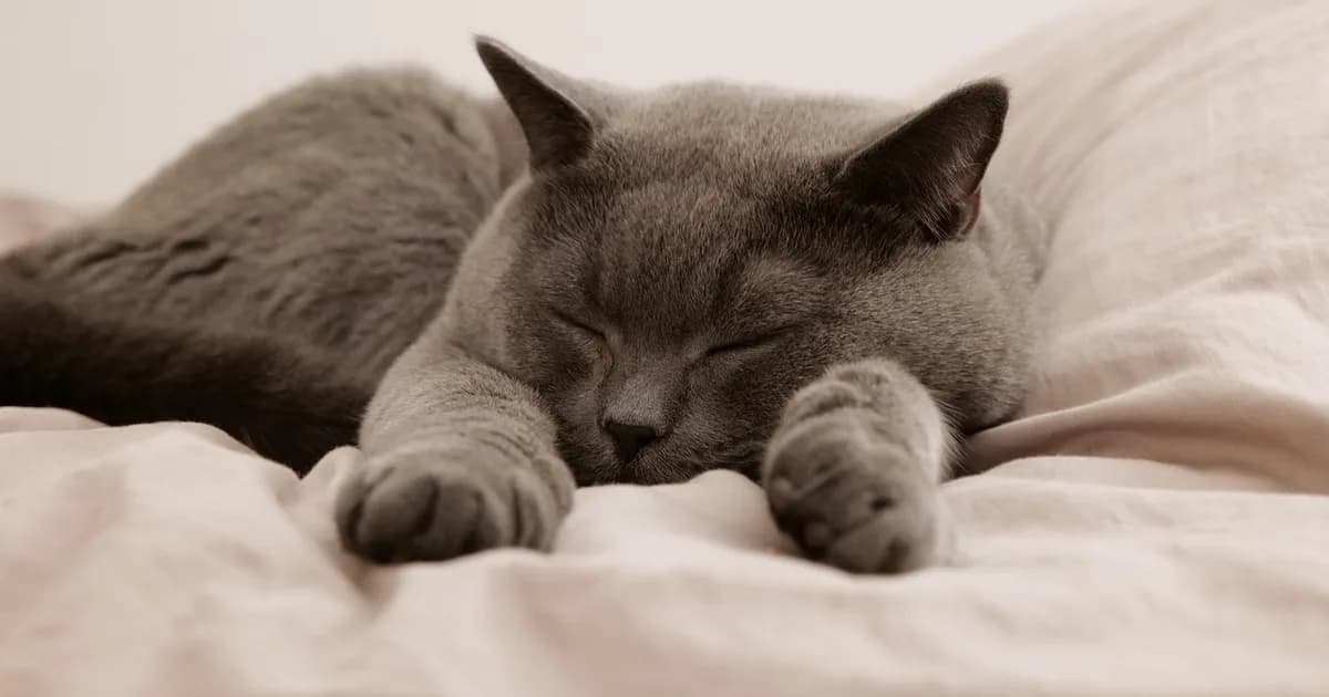 A cat resting at a boarding facility