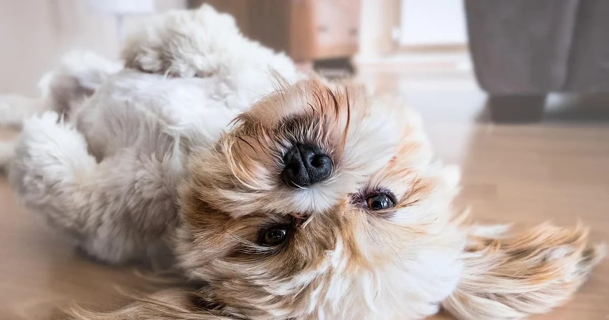A dog resting at home
