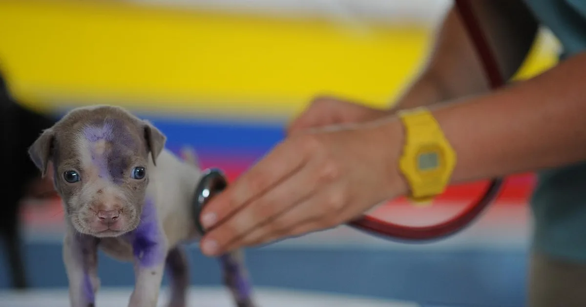 A veterinarian completing paperwork for a dog