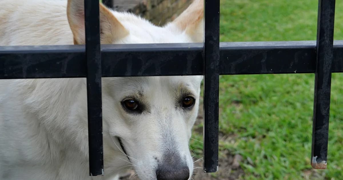 Protecting a pet with insurance