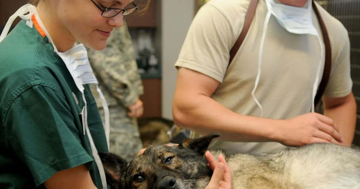 A dog being examined at a veterinary clinic