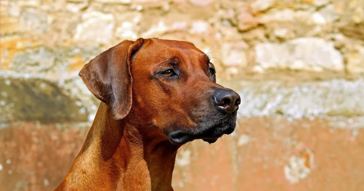 A large dog breed