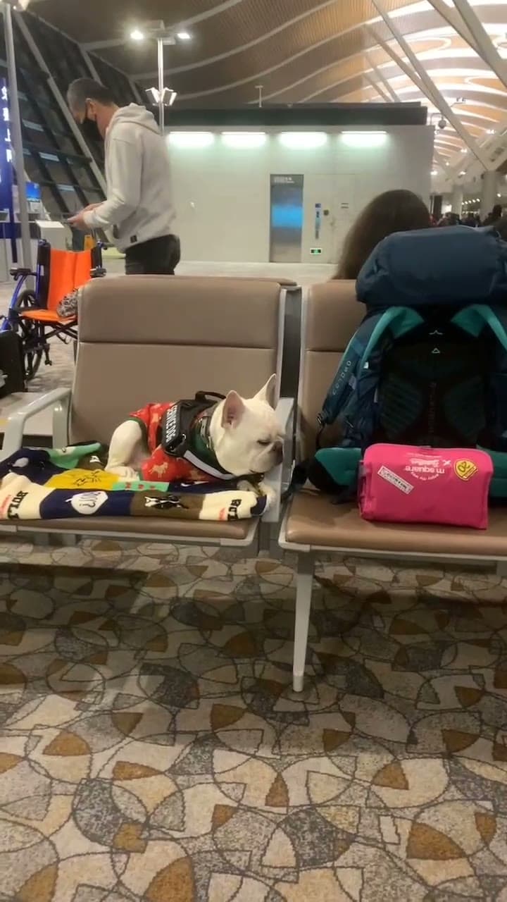 French Bulldog, Singapore → Tokyo