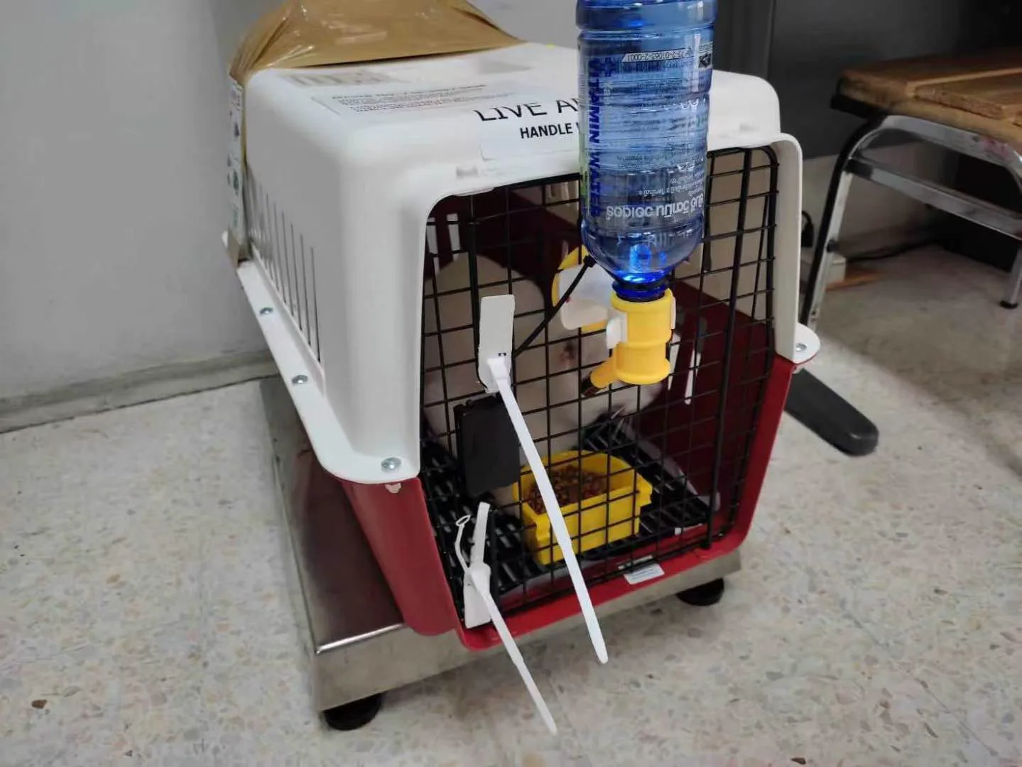 Domestic Shorthair cat, 3 years, Singapore → Johor Bahru