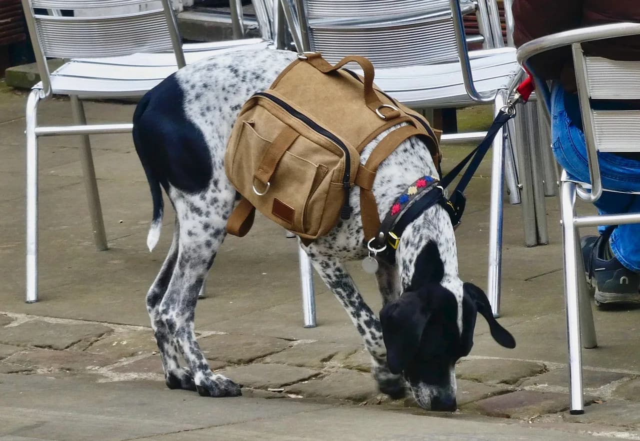 Dog in a travel carrier bag ready for a Singapore-bound flight