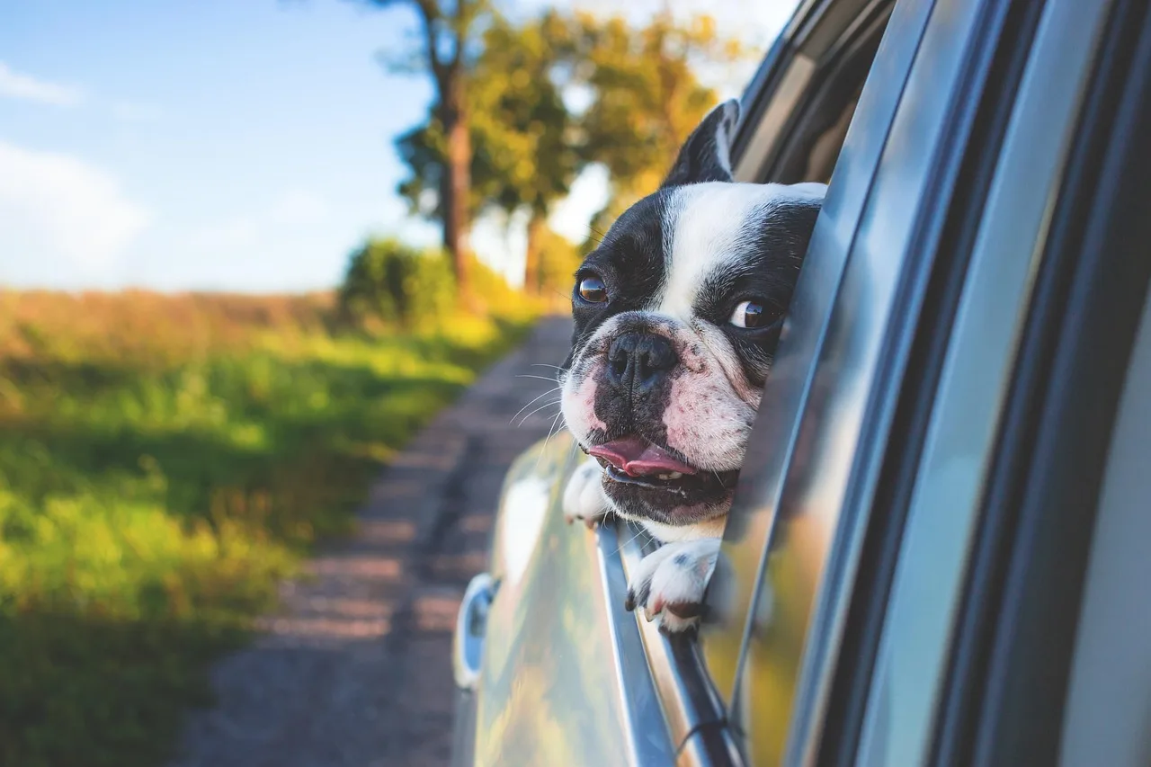 Dog looking out of a car window during a road trip, representing the JB land crossing